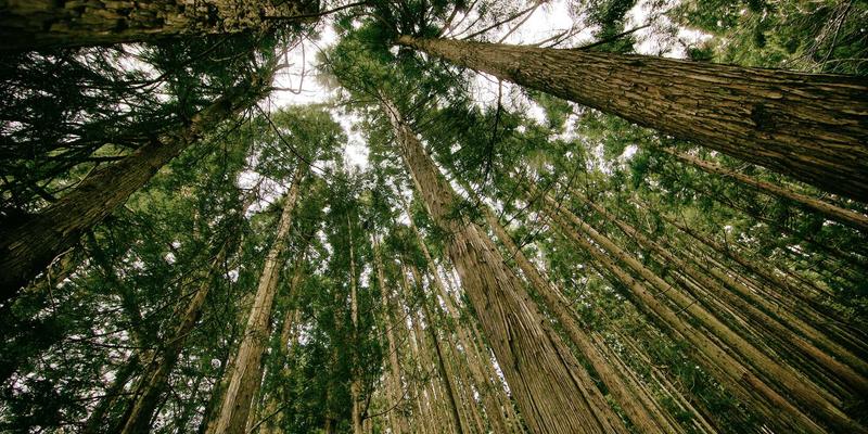 恒源达药业中医药现代化之路：经典名方二次开发与循证医学研究如何重塑健康服务